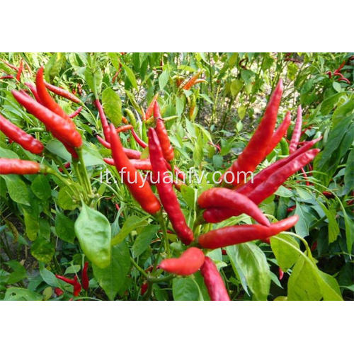 Peperoncino piccante caotico Hotsale